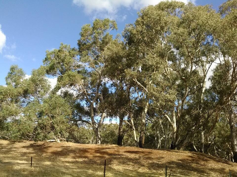 Yawong Weir-Charlton必去景点