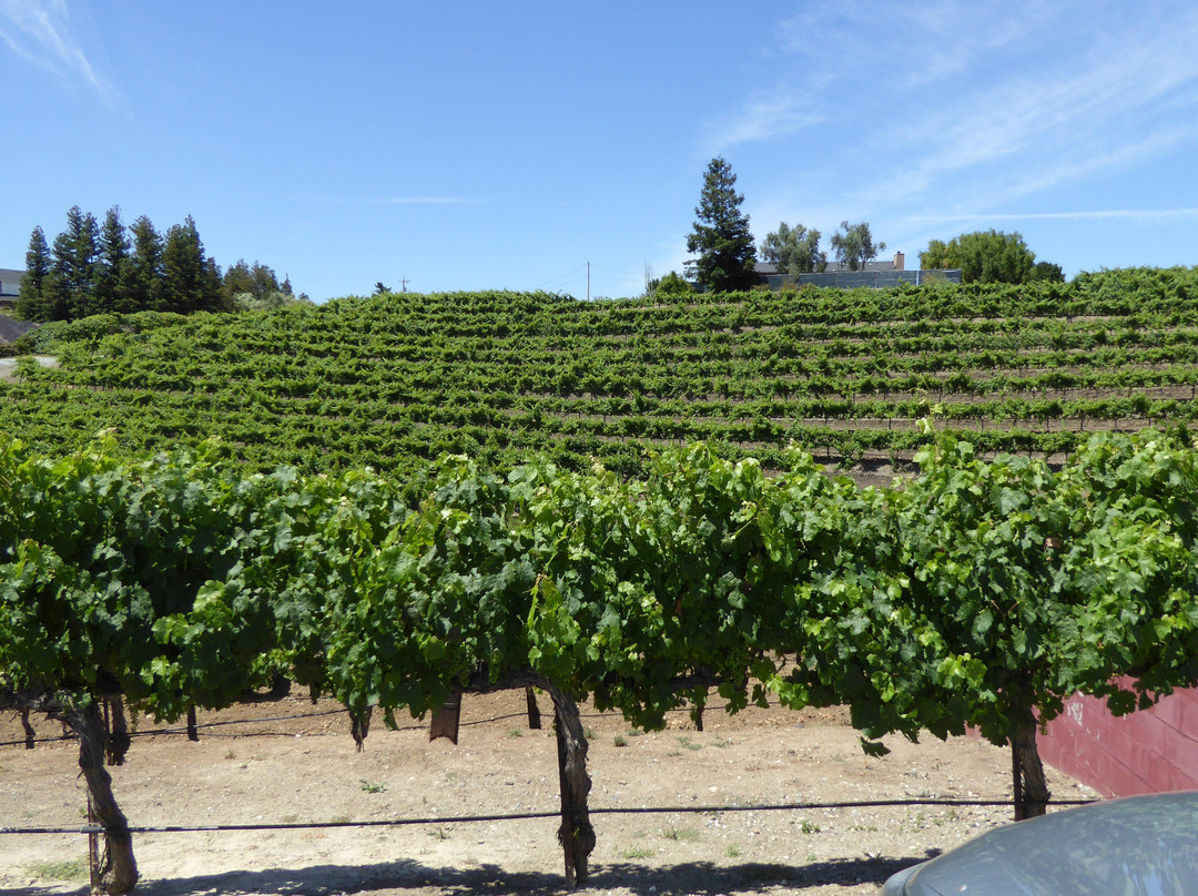 Leal Vineyards-霍利斯特必去景点