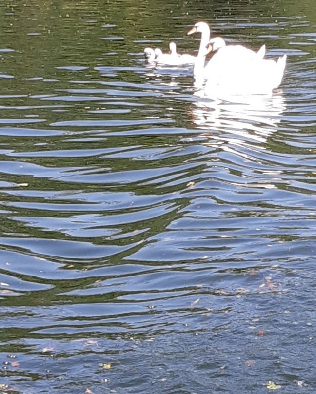 Bateau Promenade景点图片