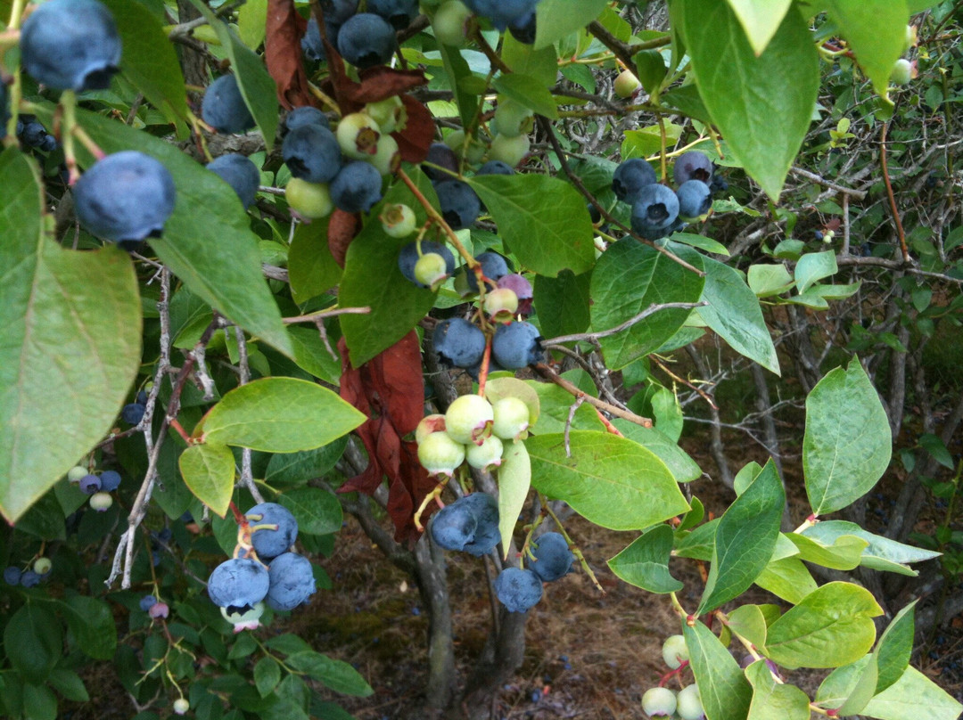 Crestview Blueberries-Lebrina必去景点