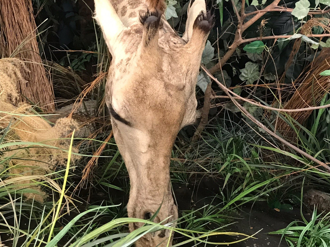 Harber Wildlife Museum-Sherman必去景点