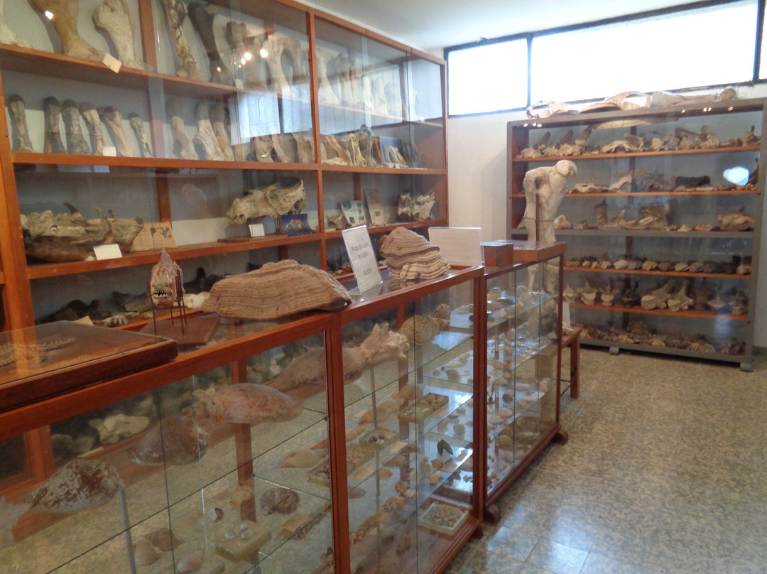 Museo Paleontologico-科洛尼亚·德尔萨克拉门托城必去景点