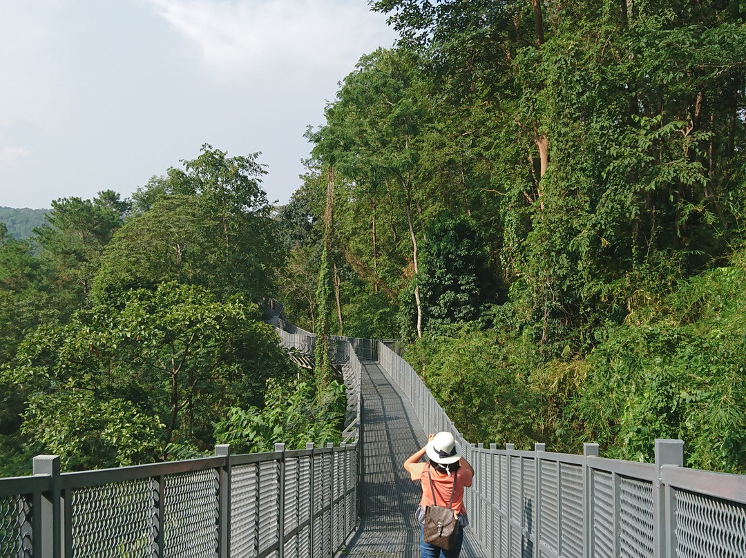 Canopy Walkway-夜林必去景点