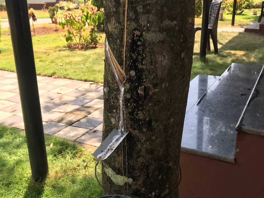 The Thash Resort主图