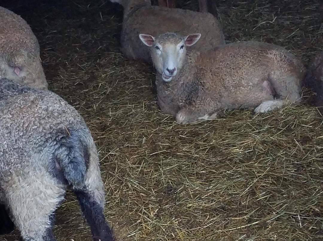 Gaspereau Valley Fibers-Wolfville必去景点