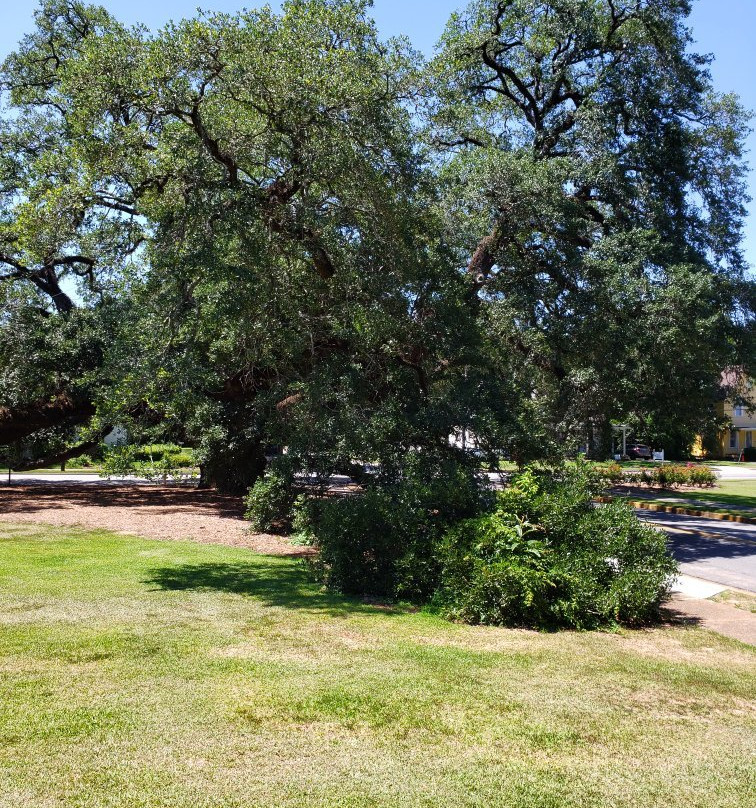 Thomasville's Historic Big Oak-Thomasville必去景点