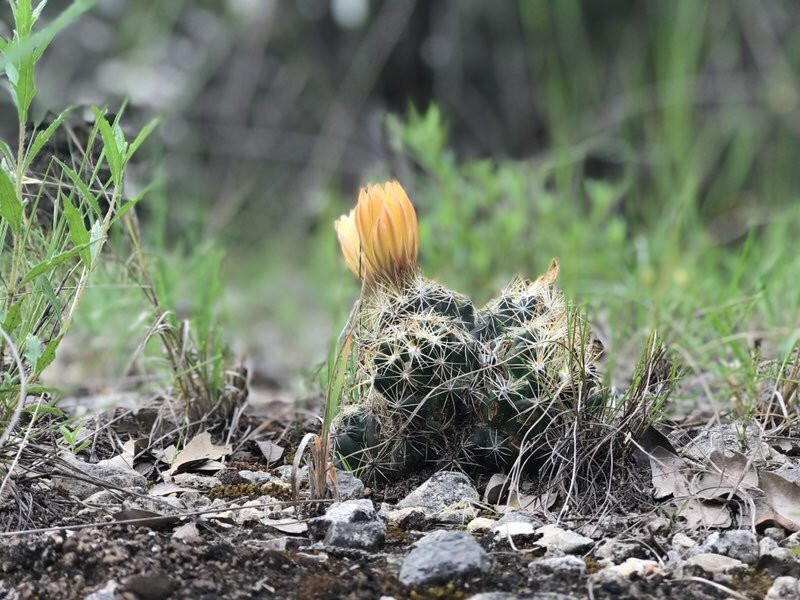 Hill Country State Natural Area-Bandera必去景点