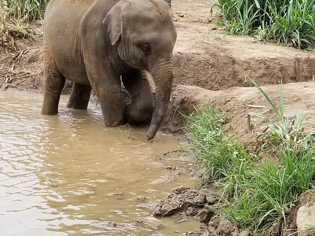 Winga Baw Elephant Camp-勃固必去景点
