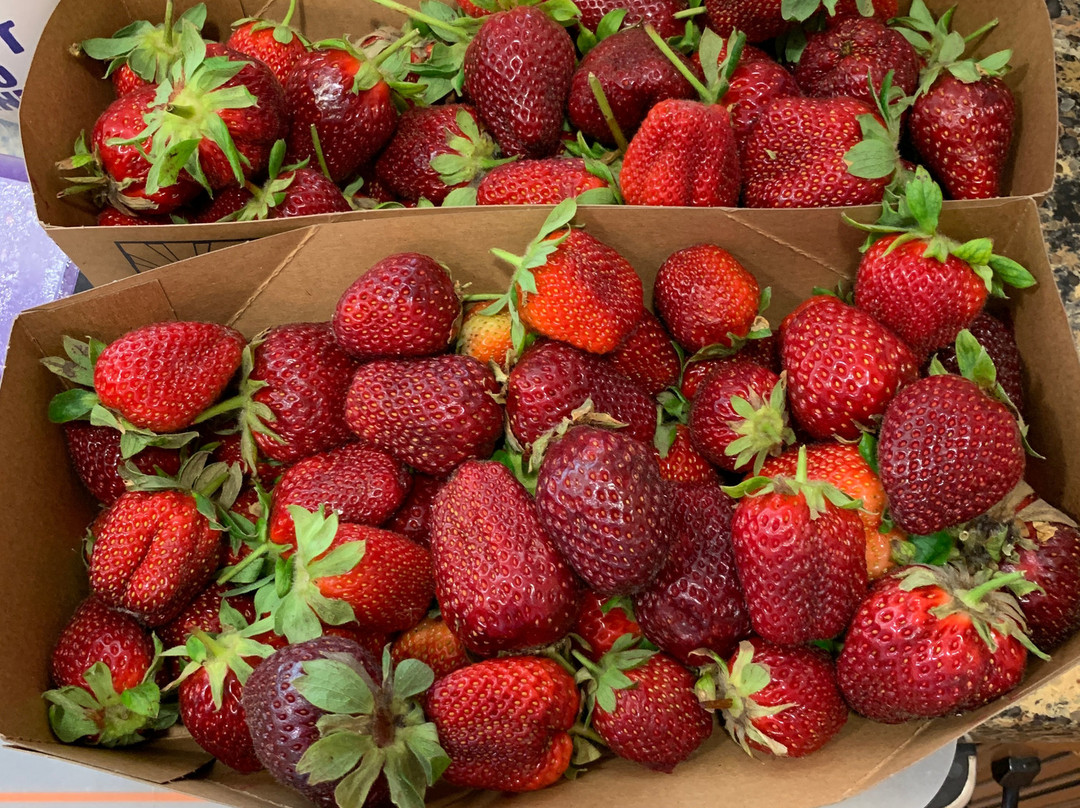 The Ecology Center-San Juan Capistrano必去景点