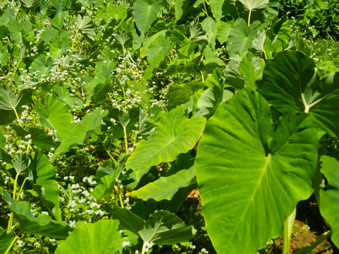 Hale Akua Garden Farm-海库必去景点