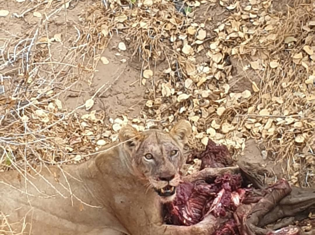 Safari Kenya Top - Private Day Tours-瓦塔木必去景点