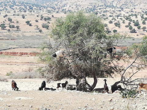 Green Adventure Maroc-索维拉必去景点