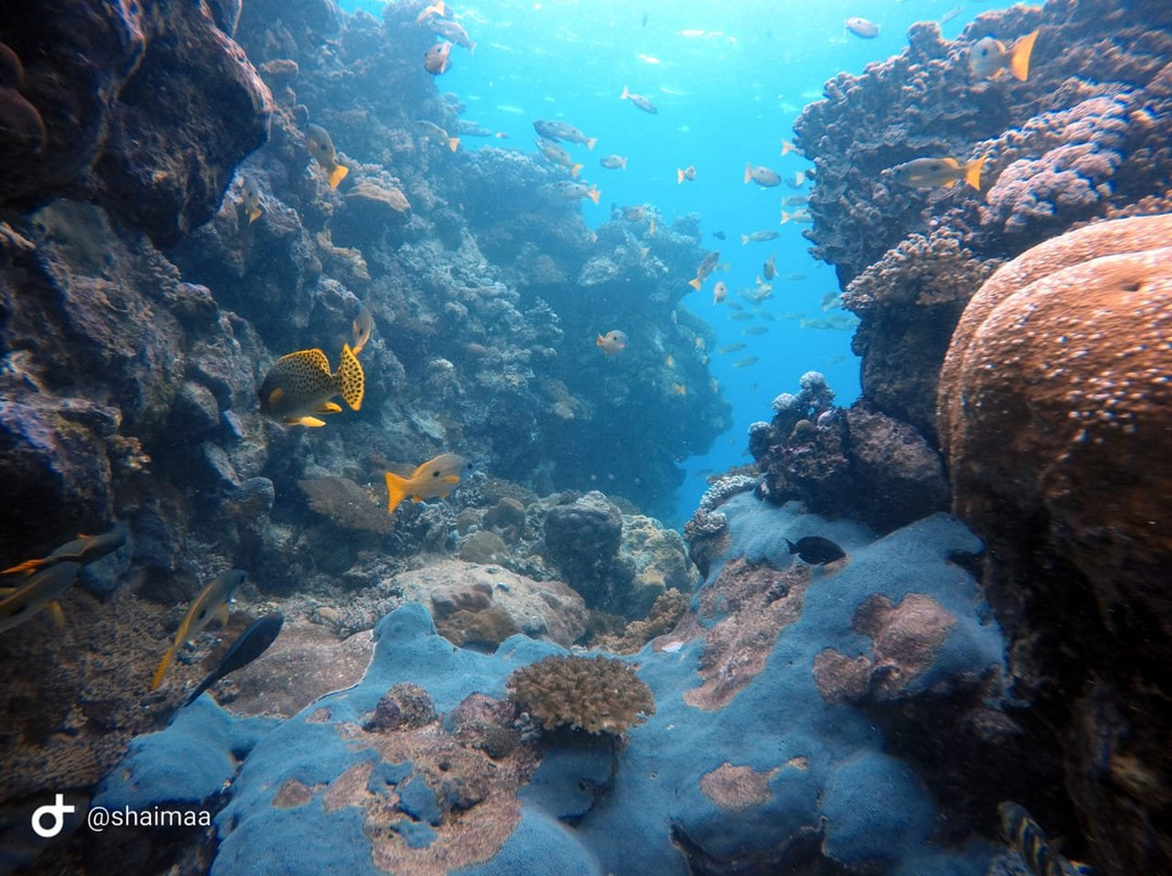 Bhadur Resort Jeddah主图