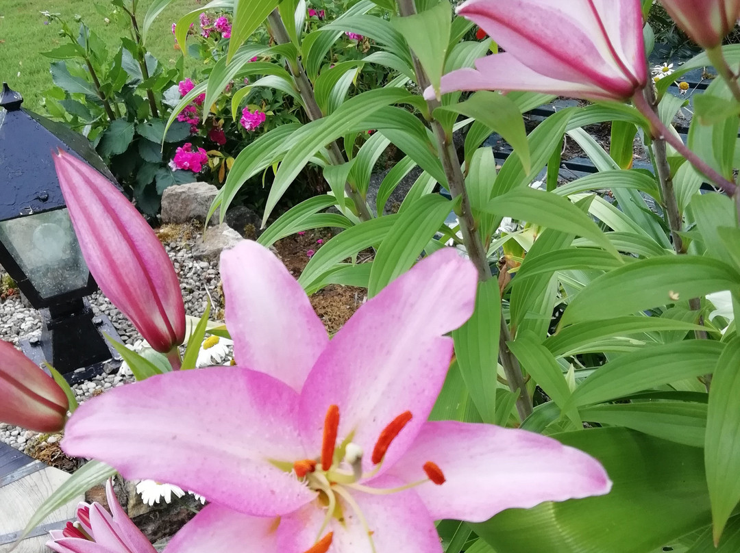 Tig na Coille B&B Country House主图