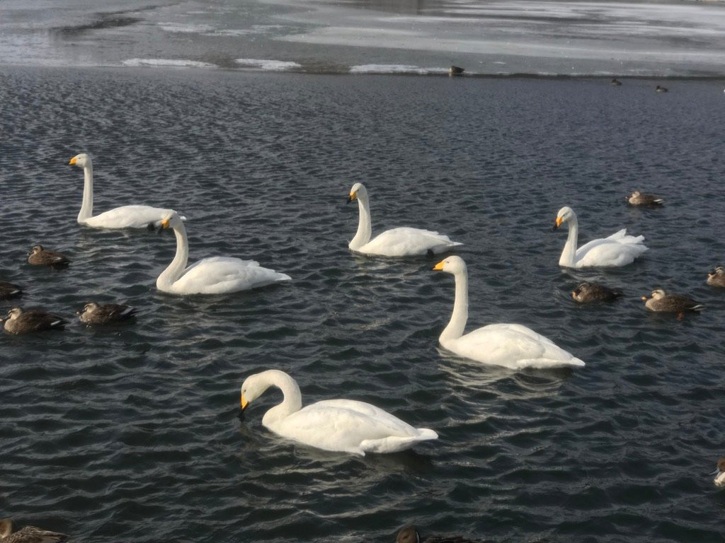 Oirase Town Nature Center Swan House景点图片