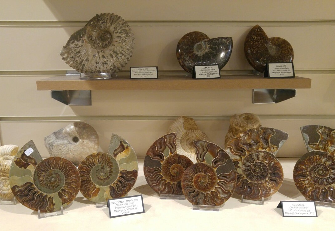 Mr Wood's Fossils-爱丁堡必去景点