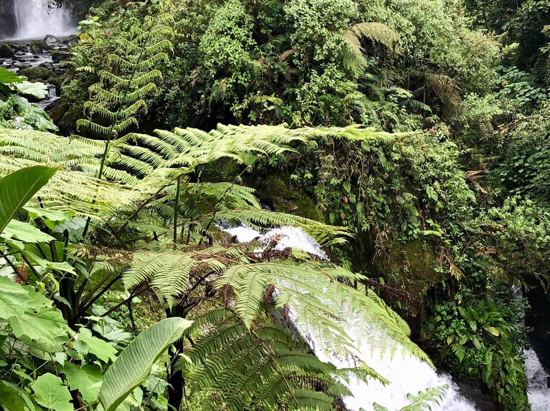 Expediciones Tropicales Day Tours景点图片