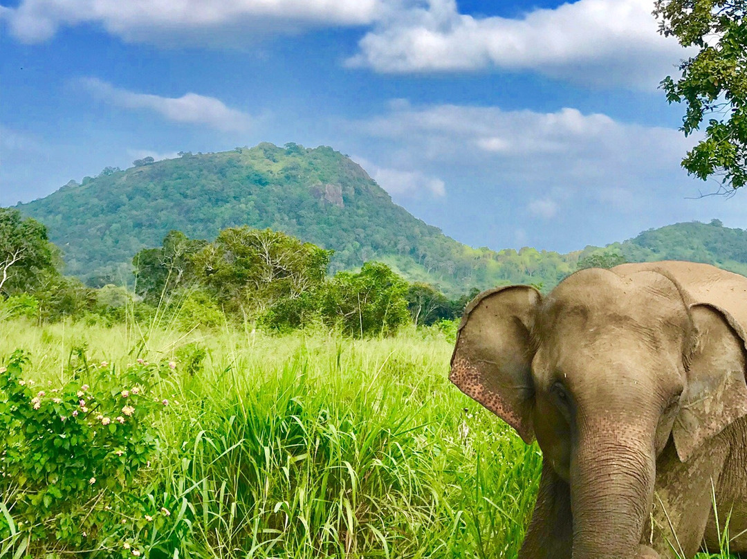 Safari Wildtour景点图片