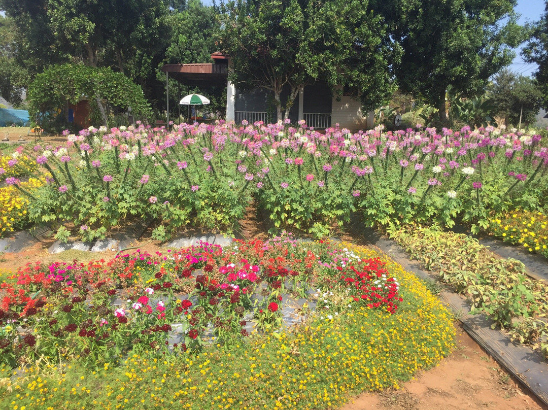 TSA Flower Garden景点图片