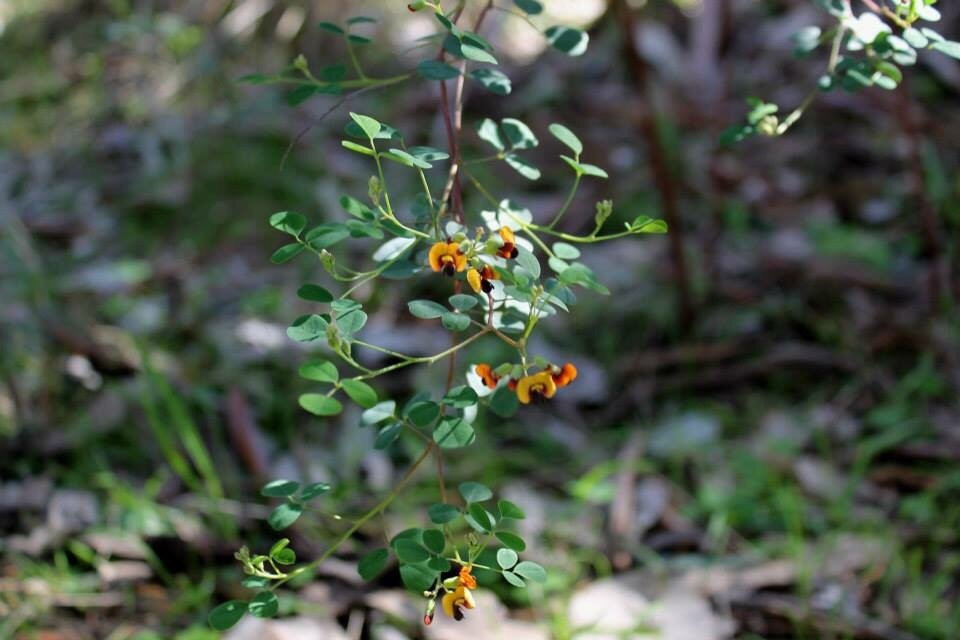 Benambra National Park-Culcairn必去景点