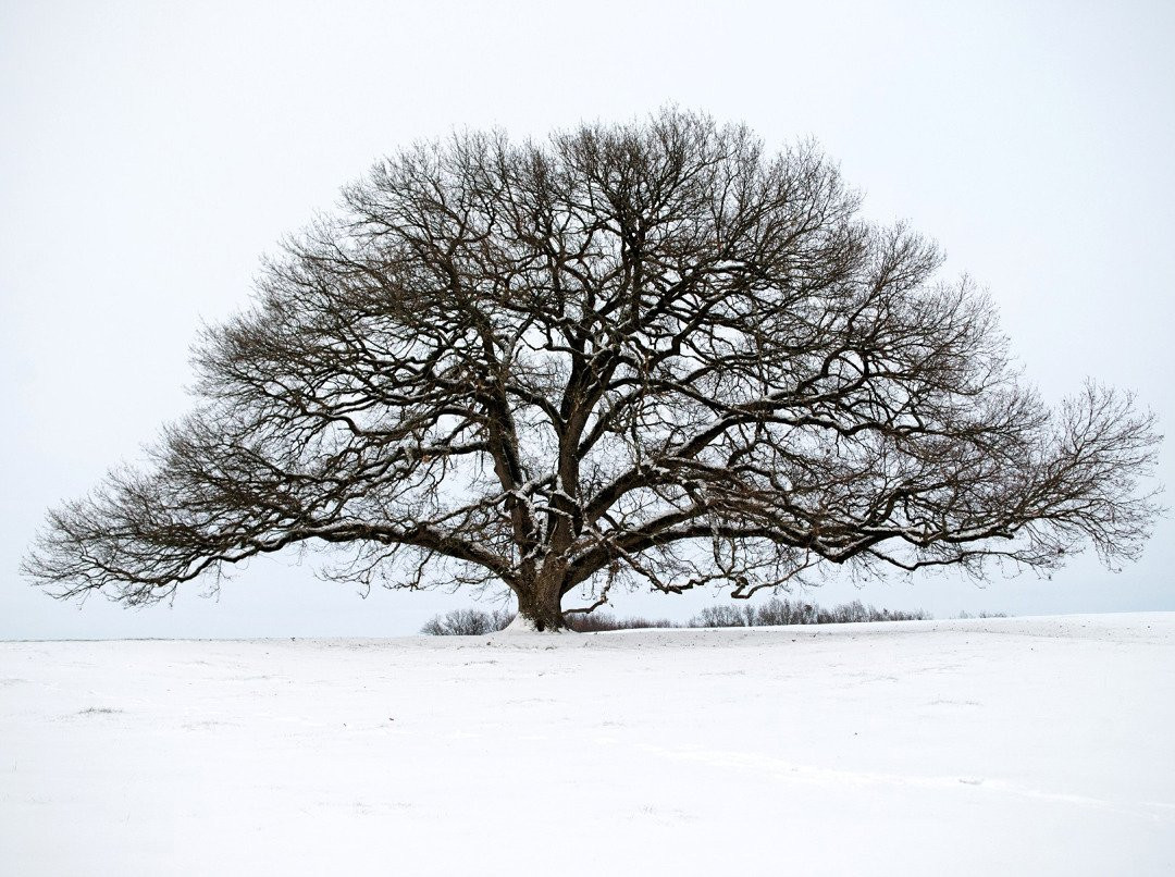 Arbre Chene Tombeboeuf景点图片