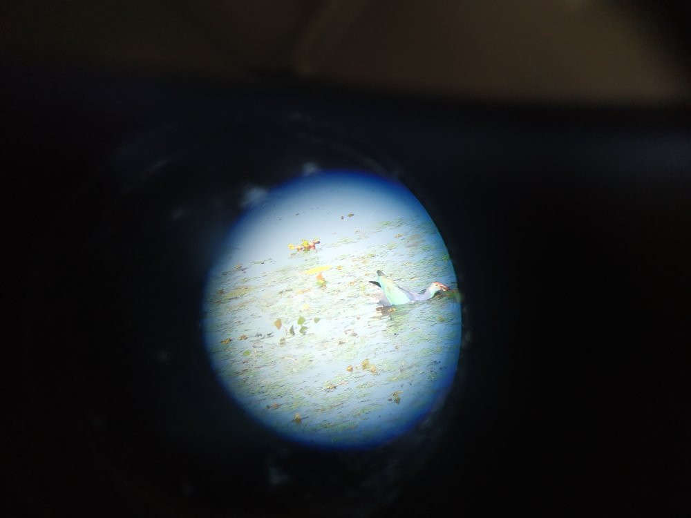 Baikka Beel Wetland Sanctuary-Sreemangal必去景点