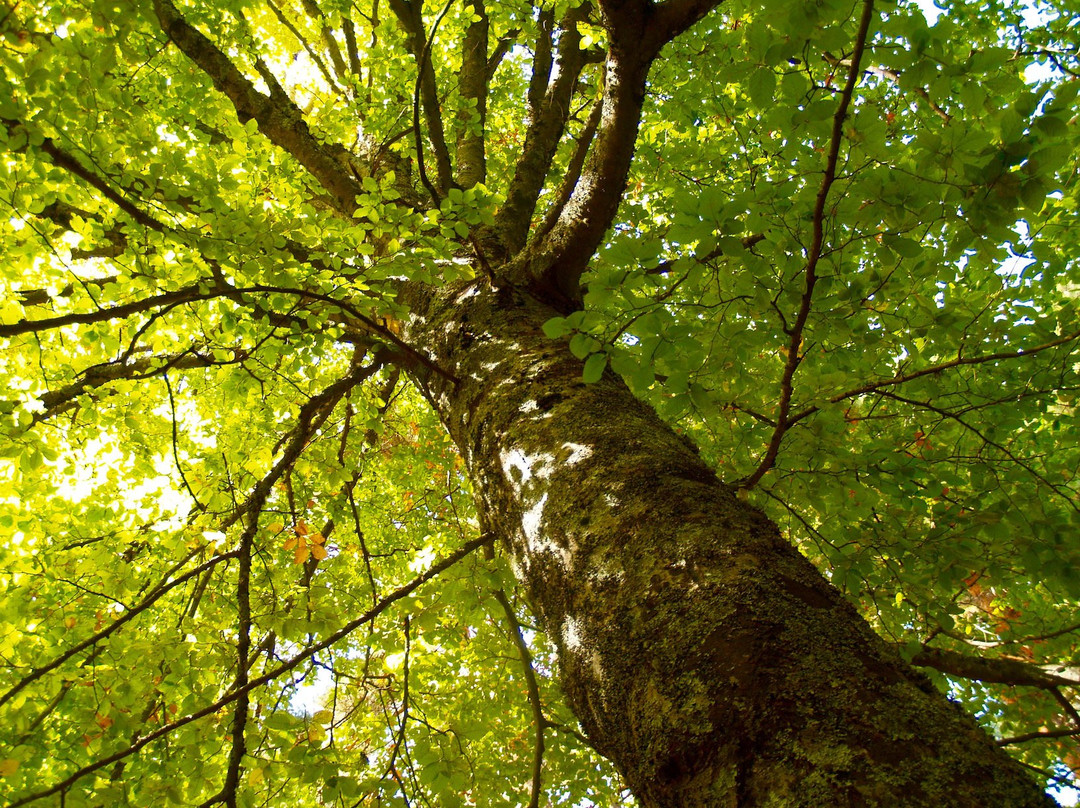 Aula de Naturaleza Graellsia景点图片