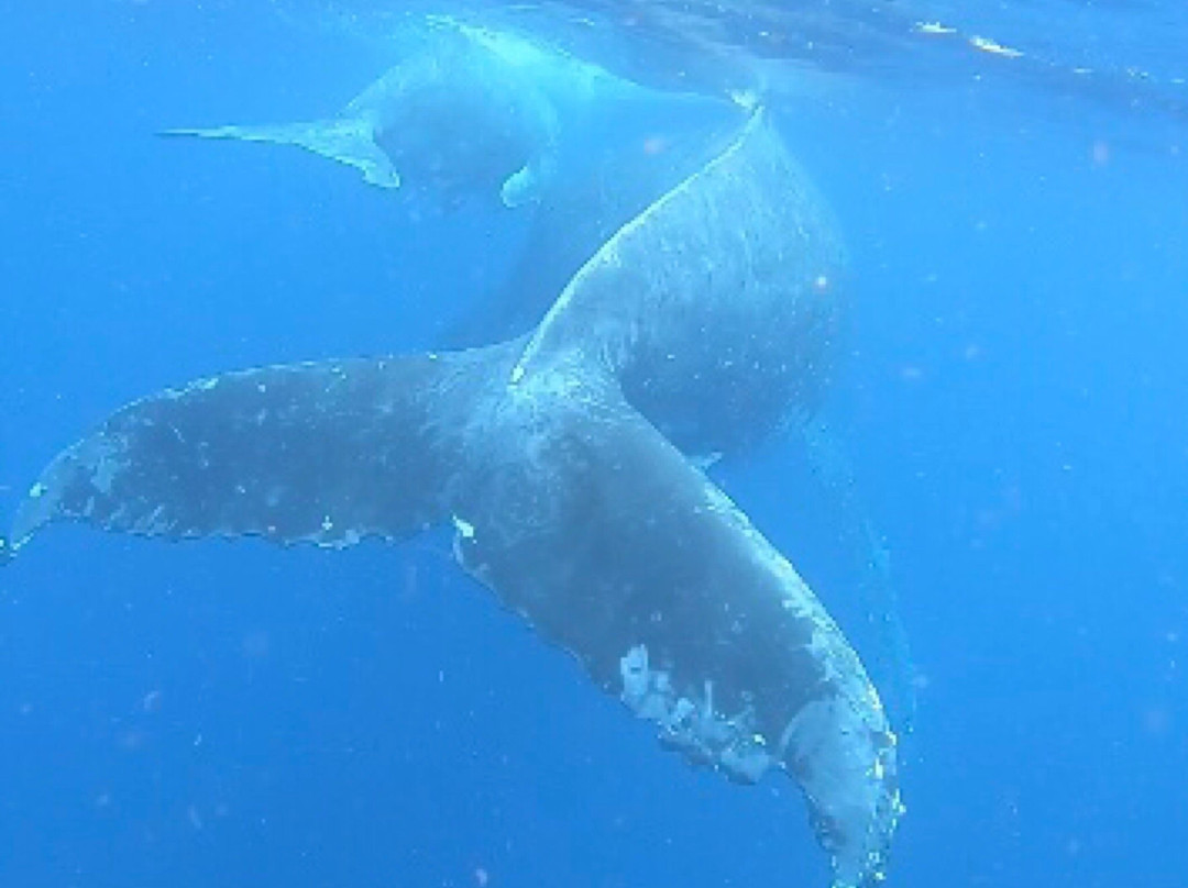 Dolphin Pacific Diving and Whale Watching景点图片