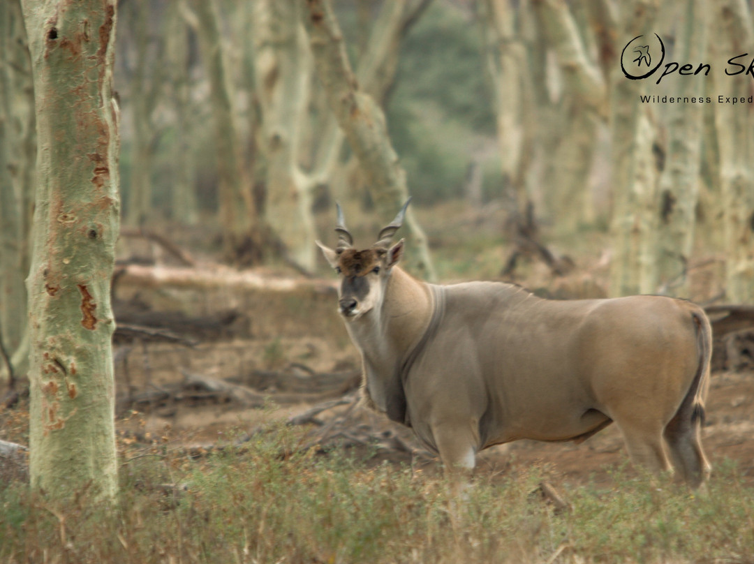 Open Skies Wilderness Expeditions-尼斯普鲁特必去景点