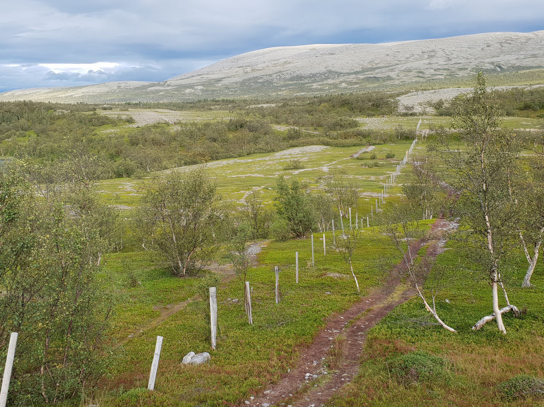 Stabbursdalen nasjonalpark景点图片