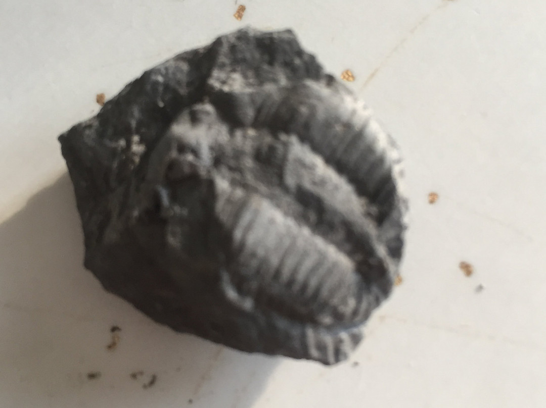 Penn Dixie Fossil Park & Nature Reserve景点图片