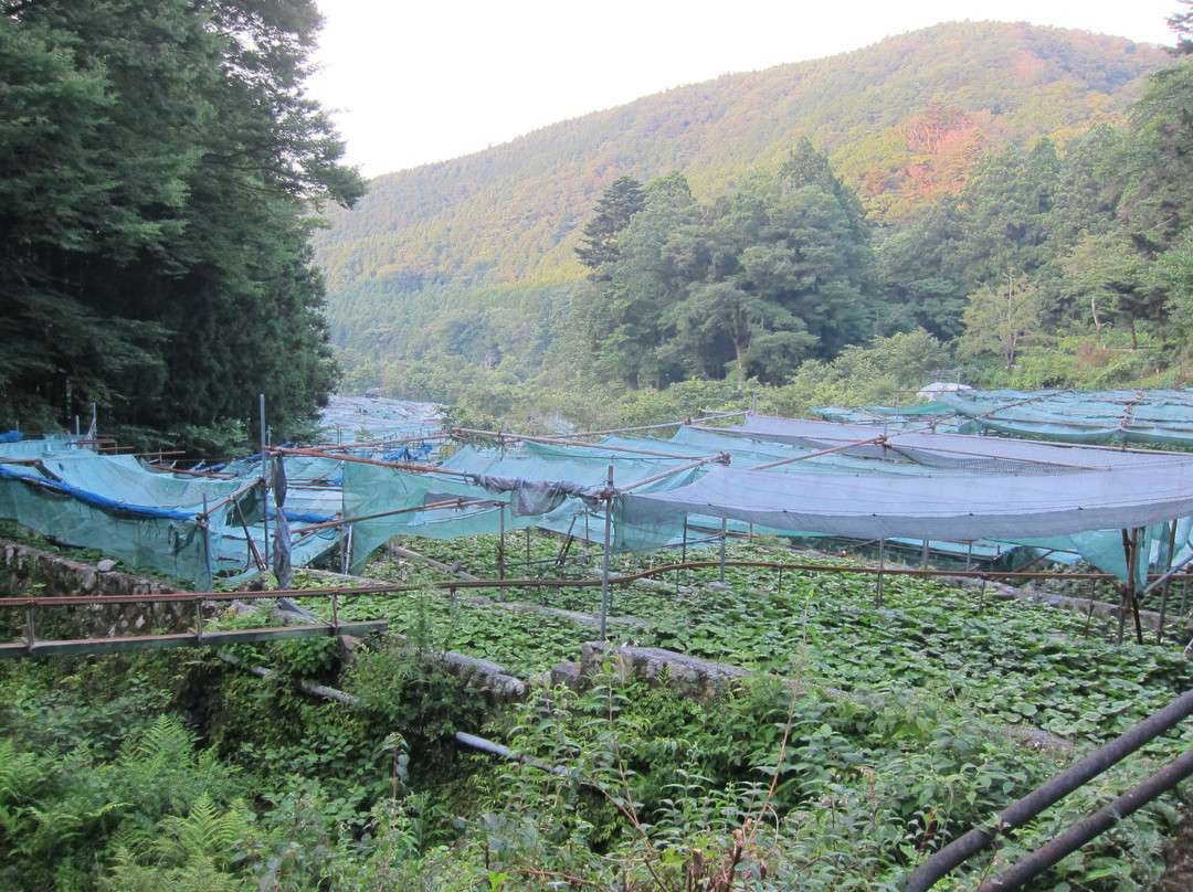 Wasabi Fields of Ikadaba-伊豆市必去景点