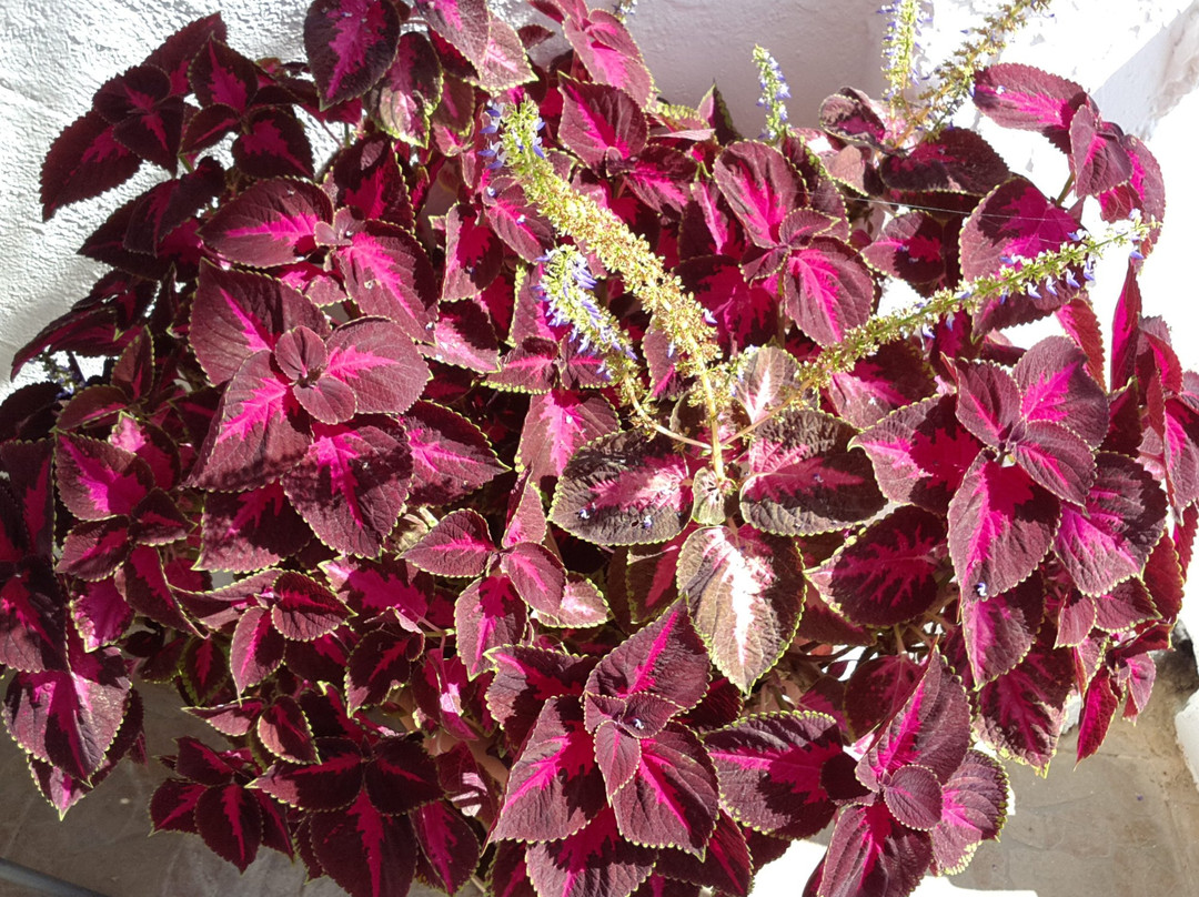 Paradis Studios主图