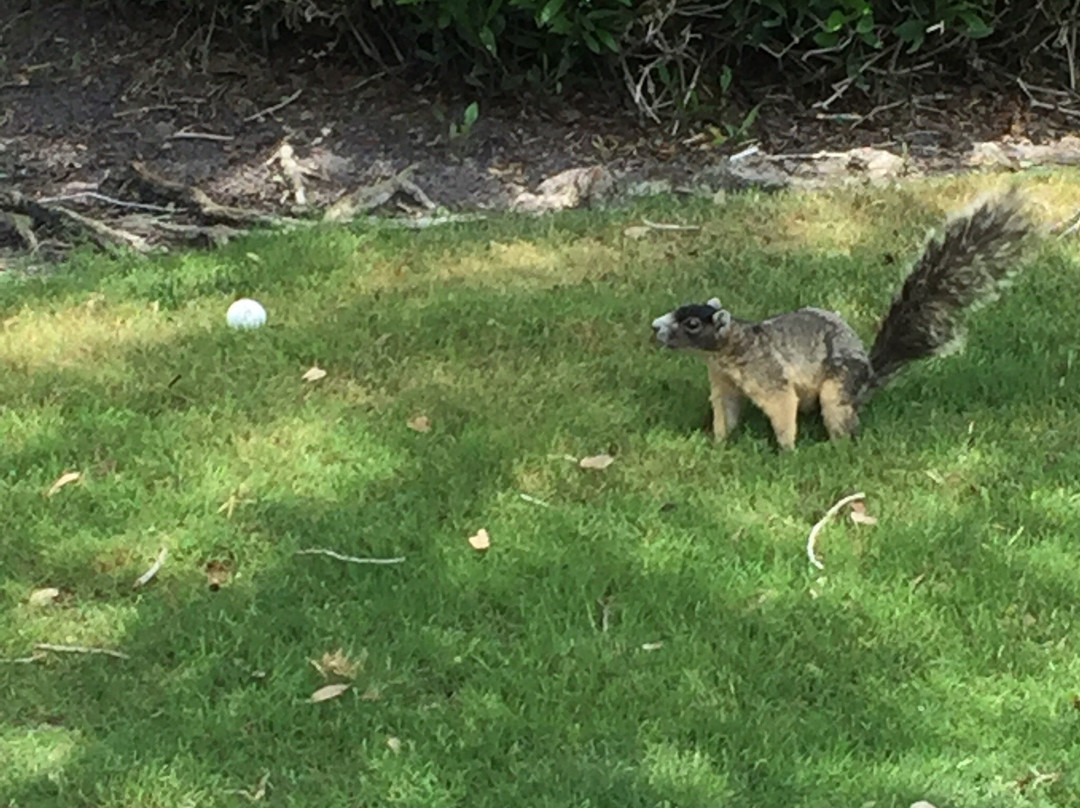 Dunedin Golf & Country Club-达尼丁必去景点