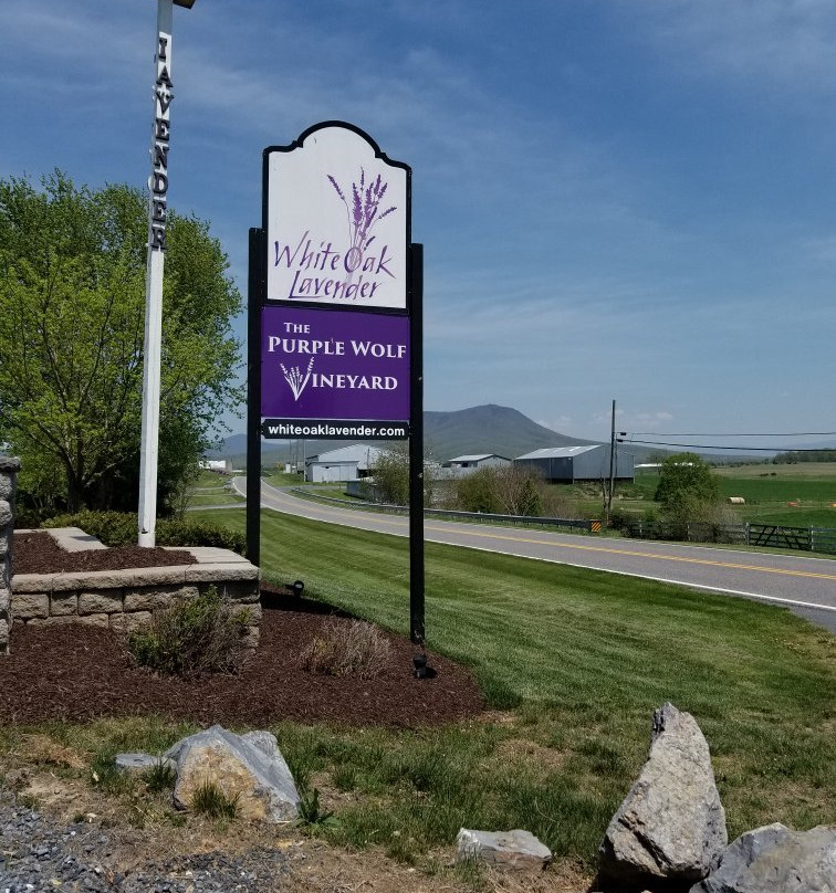 White Oak Lavender Farm & The Purple WOLF Tasting Room景点图片