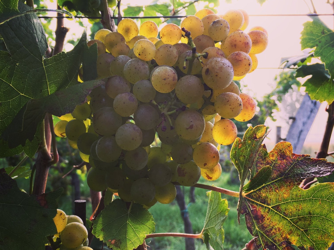 Gallbrunn旅游景点-Weingut Familie Pitnauer