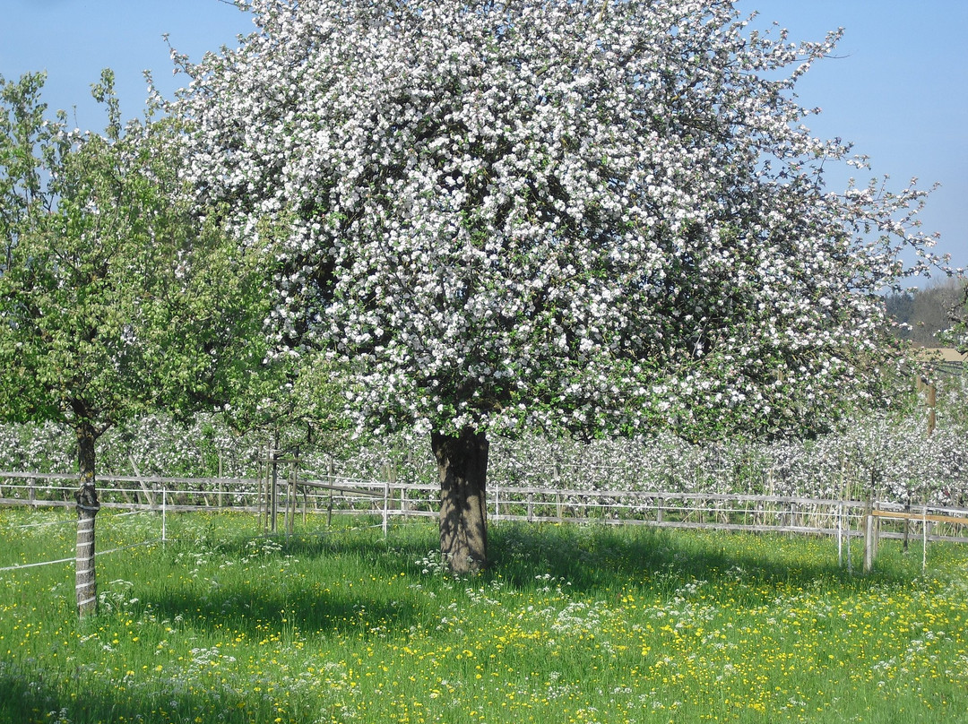 Der Bachäckerhof主图