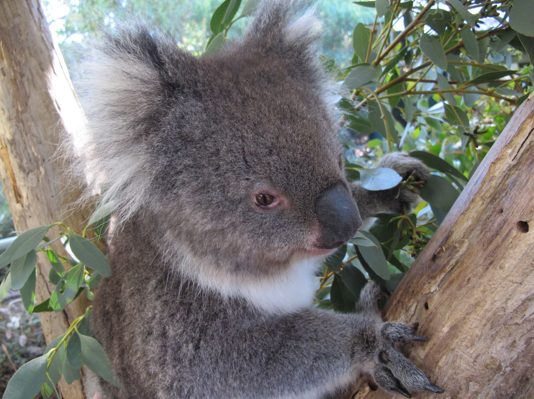 Cleland Conservation Park-阿德莱德必去景点