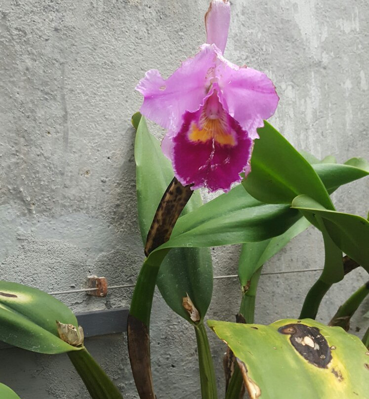 Palmenhaus Konstanz-康士坦茨必去景点