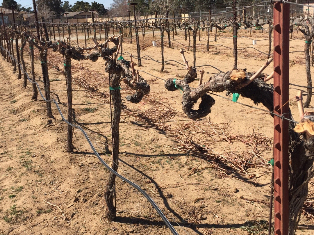 Antelope Valley Winery-兰开斯特必去景点