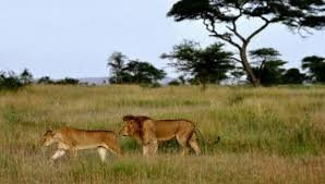 Great View Adventure-阿鲁沙必去景点