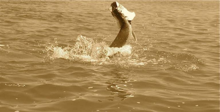 Shallow Tails Guide Service-迈阿密必去景点