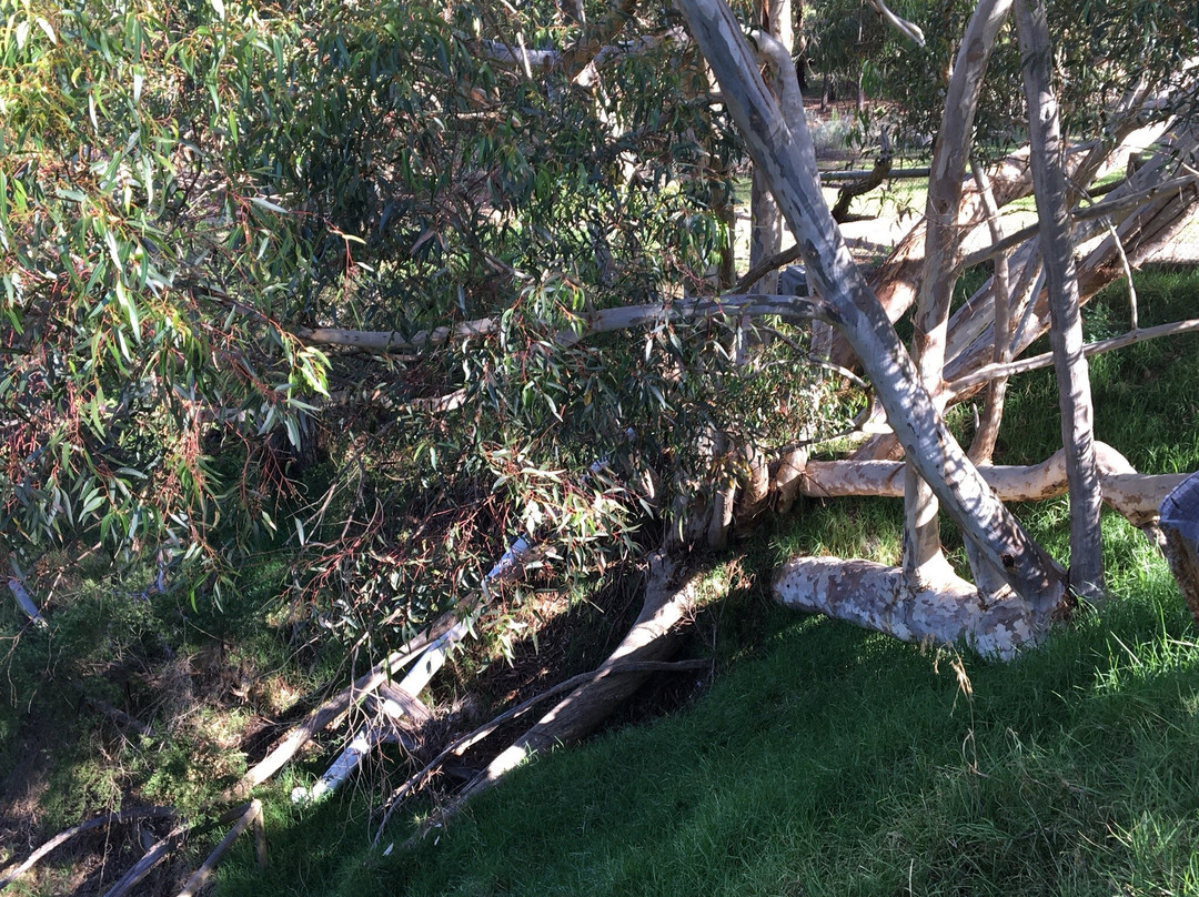 Lower Sweetwater Creek Reserve景点图片