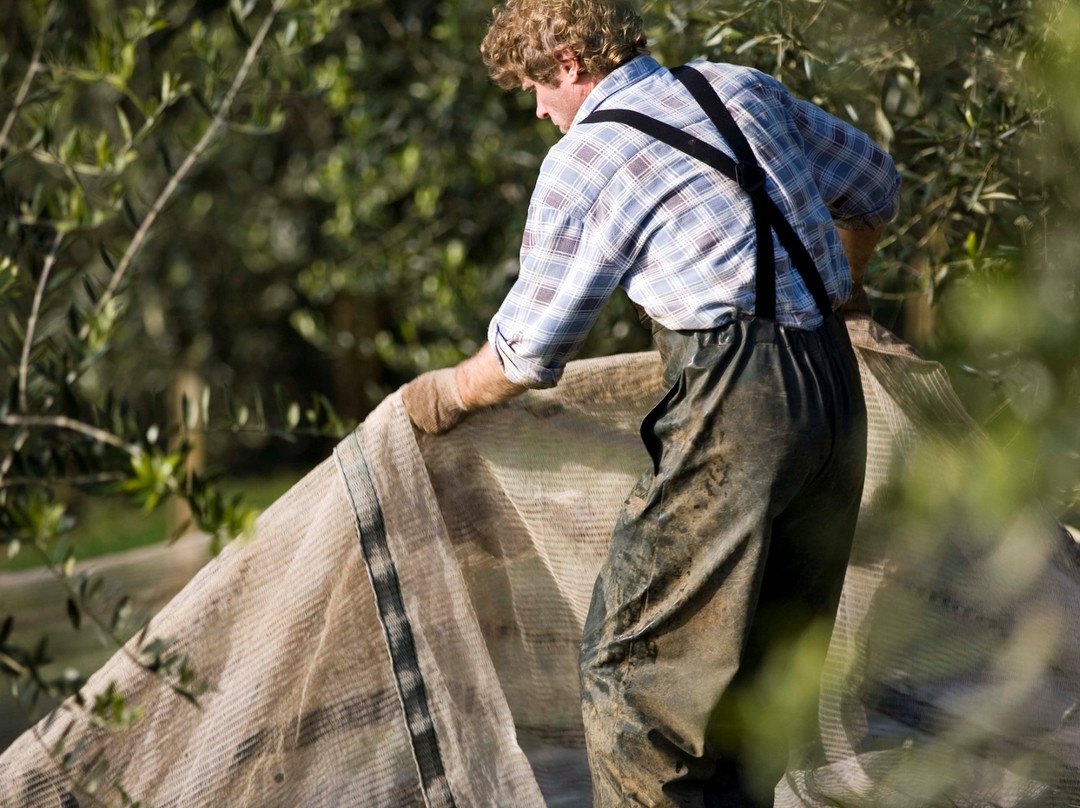 Simunovich Olive Estate-Bombay必去景点