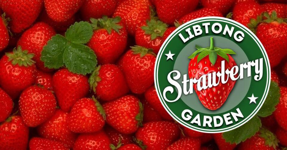 Libtong Strawberry Garden-Naval必去景点