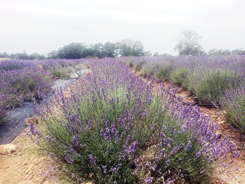 Herbicos Lavender Farm-Thirlmere必去景点