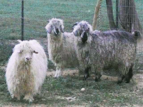 Graystone Ridge Alpacas-Manheim必去景点