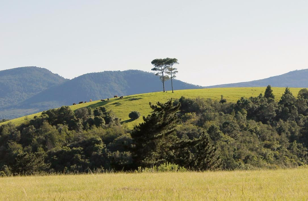 Ingwe Forest Adventures-普利登堡湾必去景点