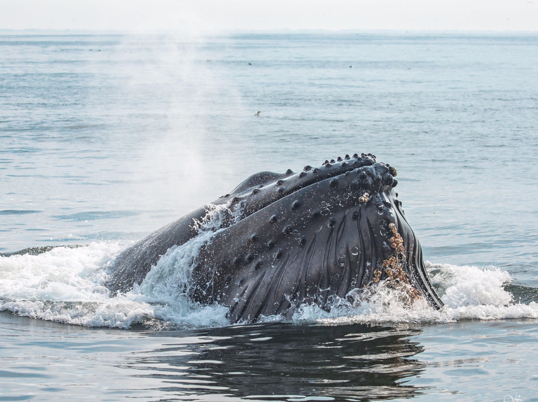 Discovery Whale Watch-蒙特雷必去景点