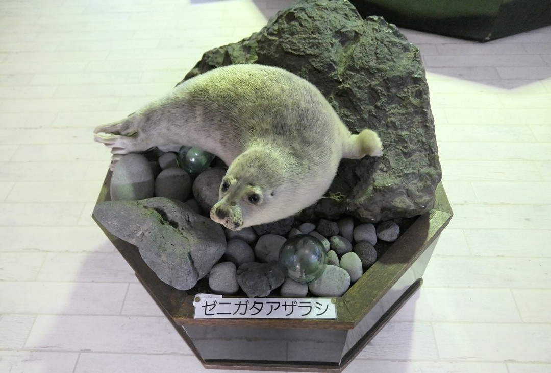 Rishiri Island Folk Museum-利尻富士町必去景点